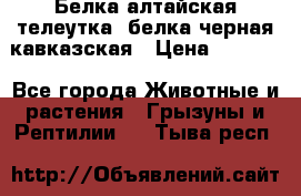 Белка алтайская телеутка, белка черная кавказская › Цена ­ 5 000 - Все города Животные и растения » Грызуны и Рептилии   . Тыва респ.